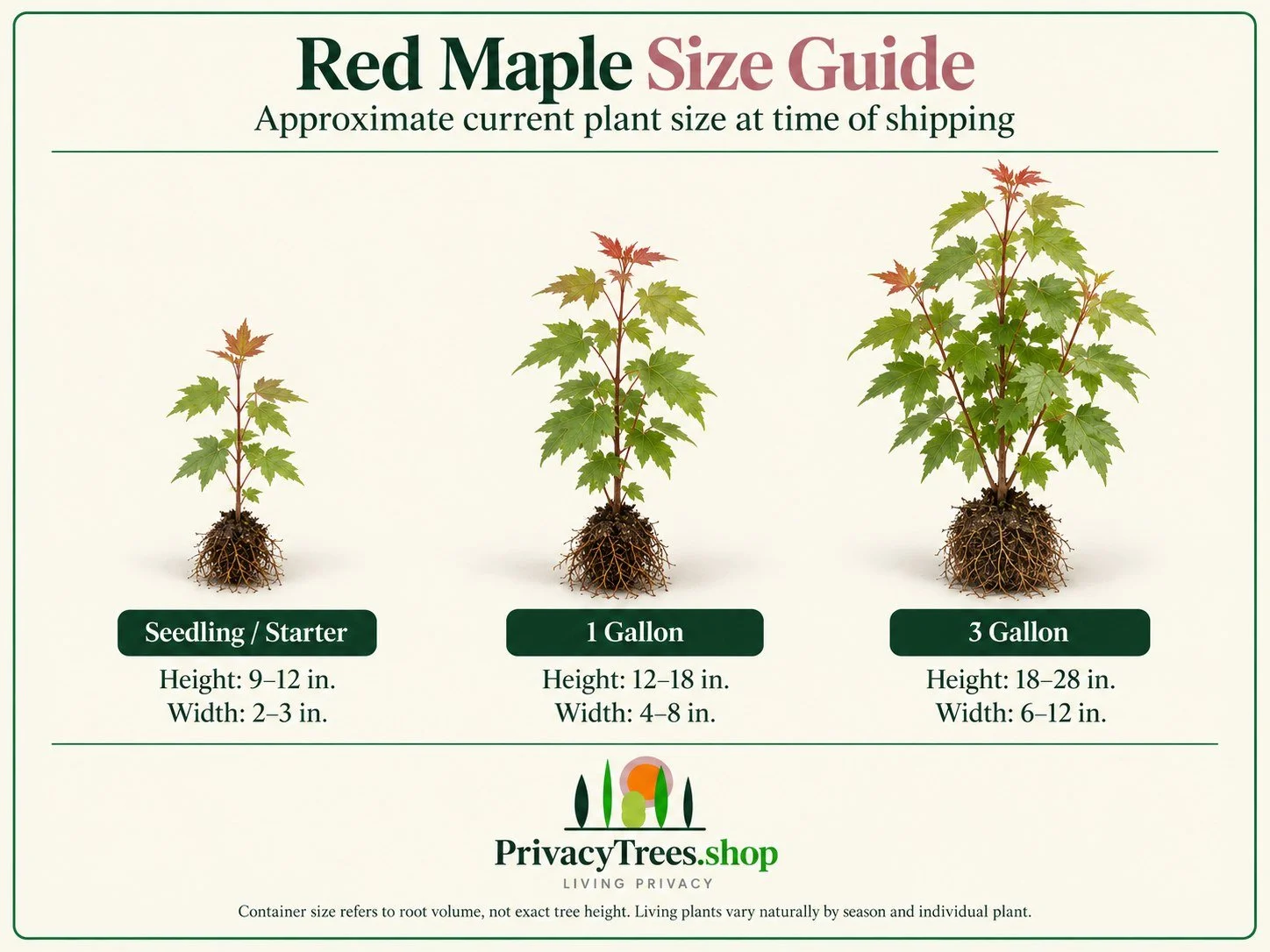 privacytrees_listing_red_maple_v5_SIZE.jpg