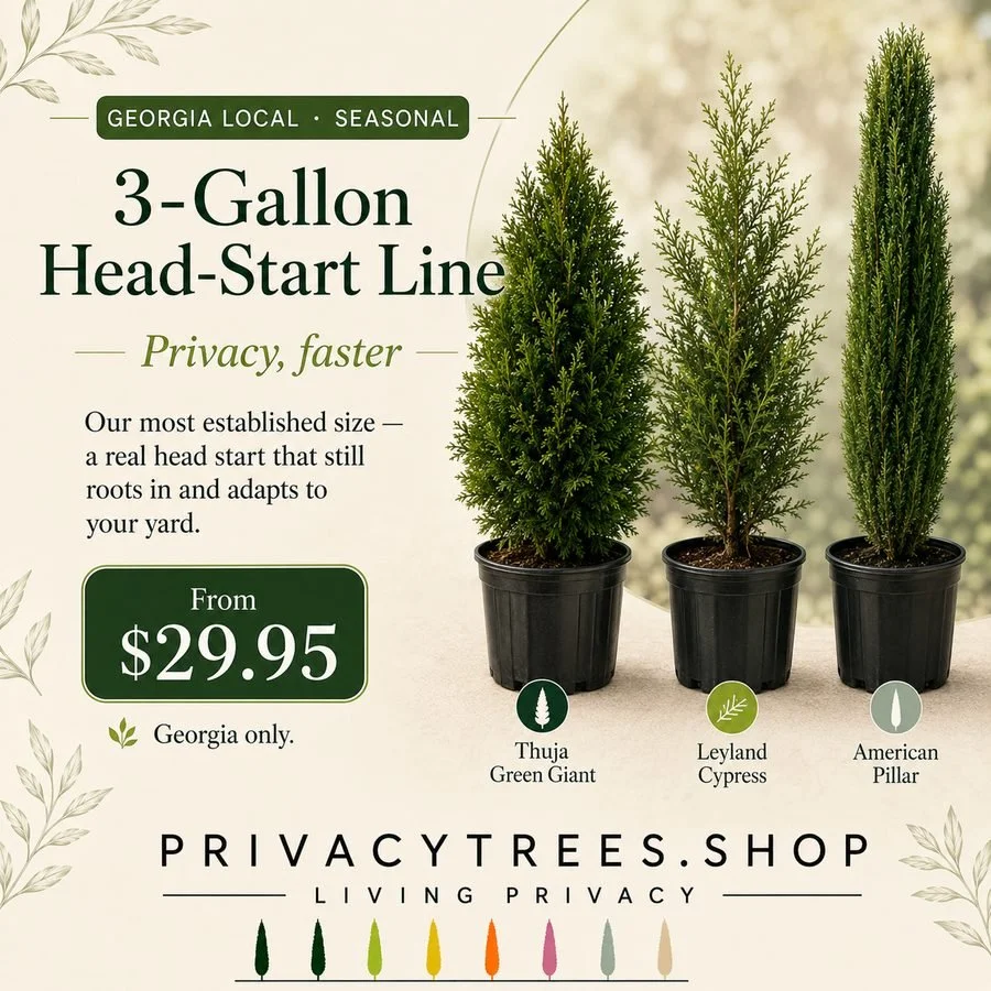 privacytrees-3-gallon-head-start-privacy-trees.jpg