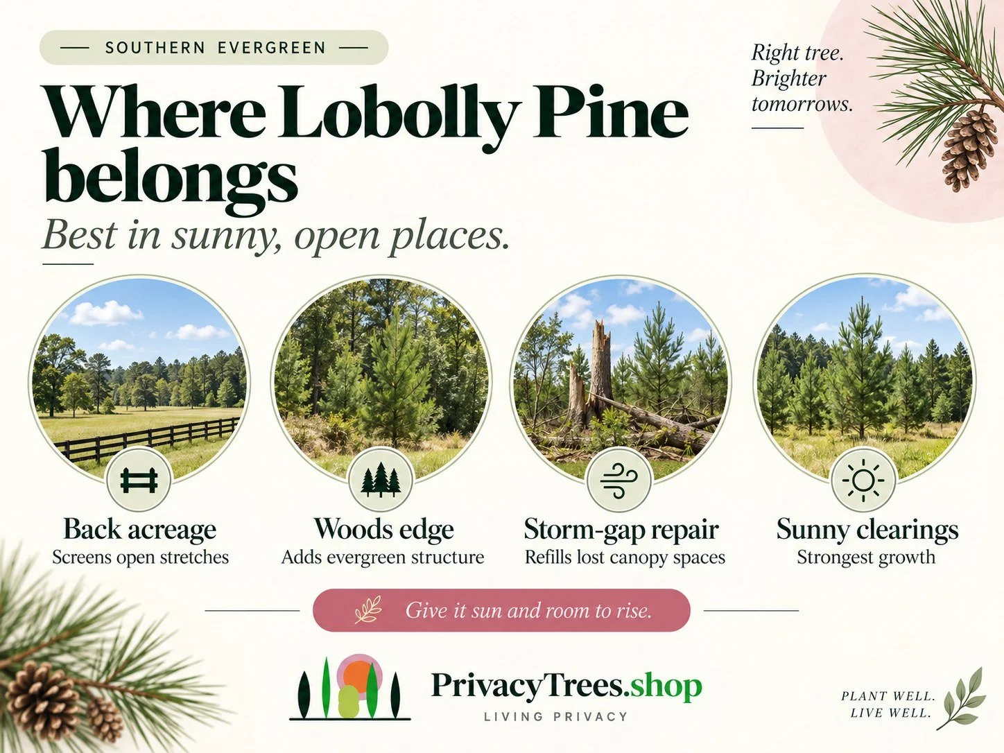 privacytrees_listing_loblolly_pine_v8_PLACEMENT.jpg