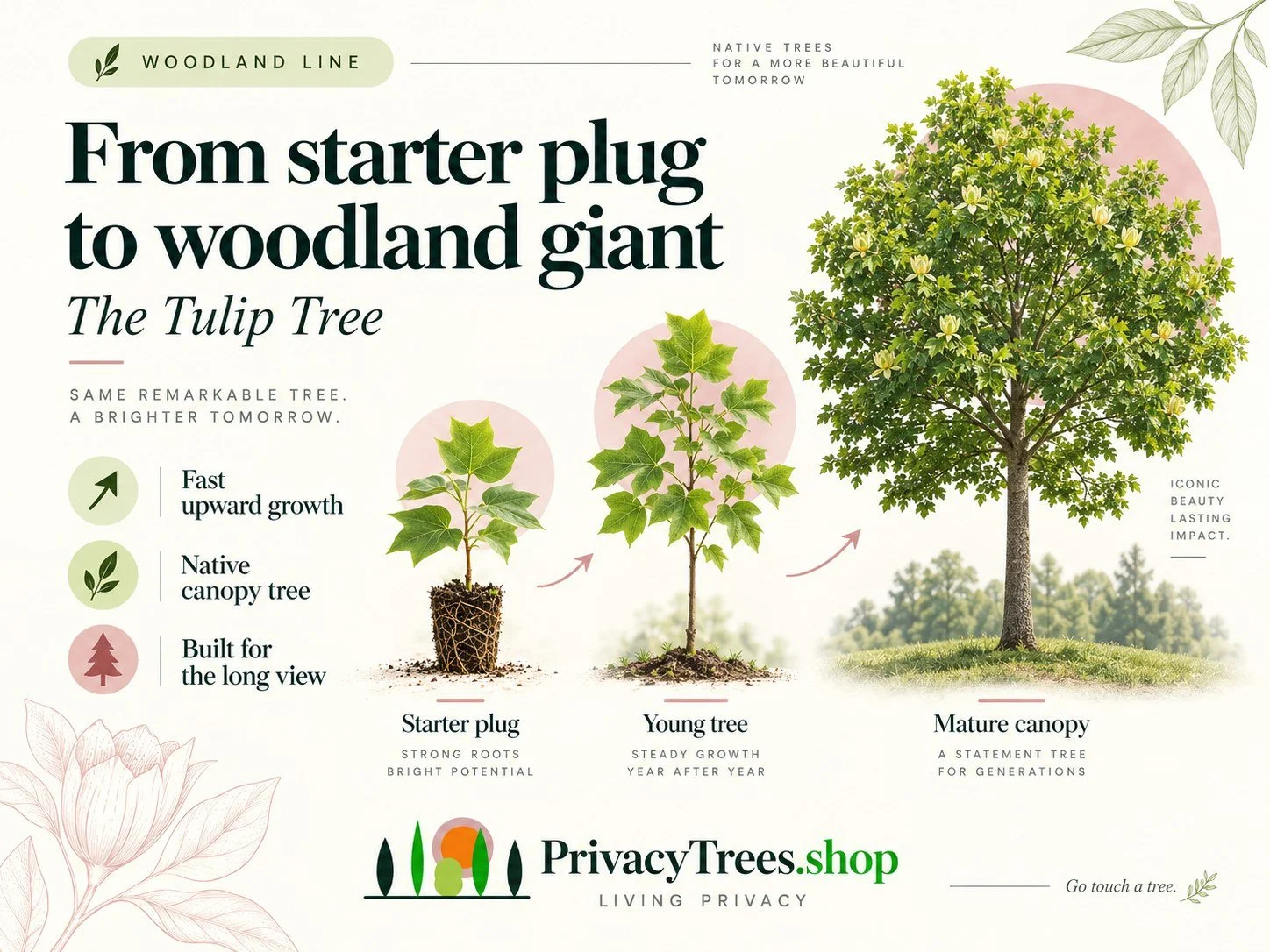 privacytrees_listing_tulip_tree_v2_GROW.jpg
