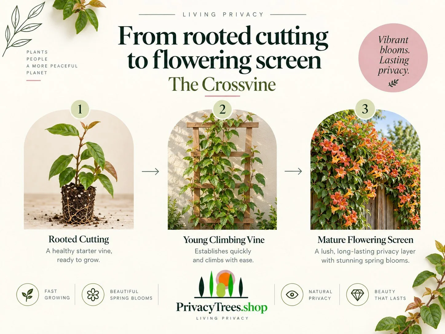 02_privacytrees_listing_crossvine_v2_GROW.jpg