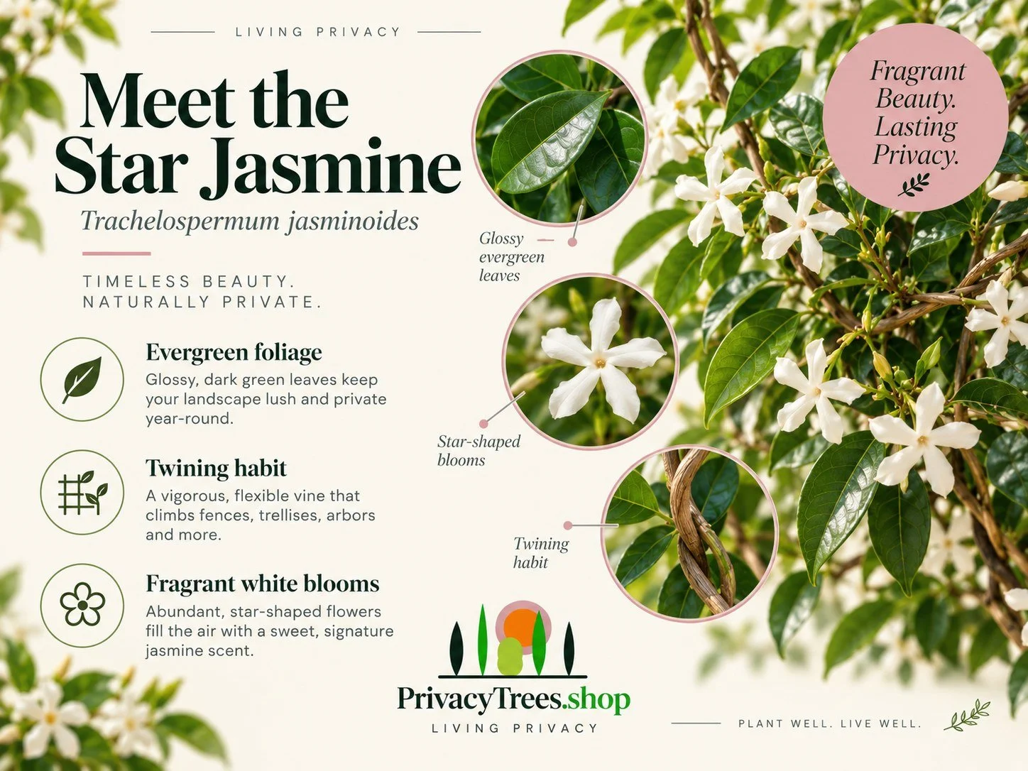 08_privacytrees_listing_star_jasmine_v8_LEAF.jpg