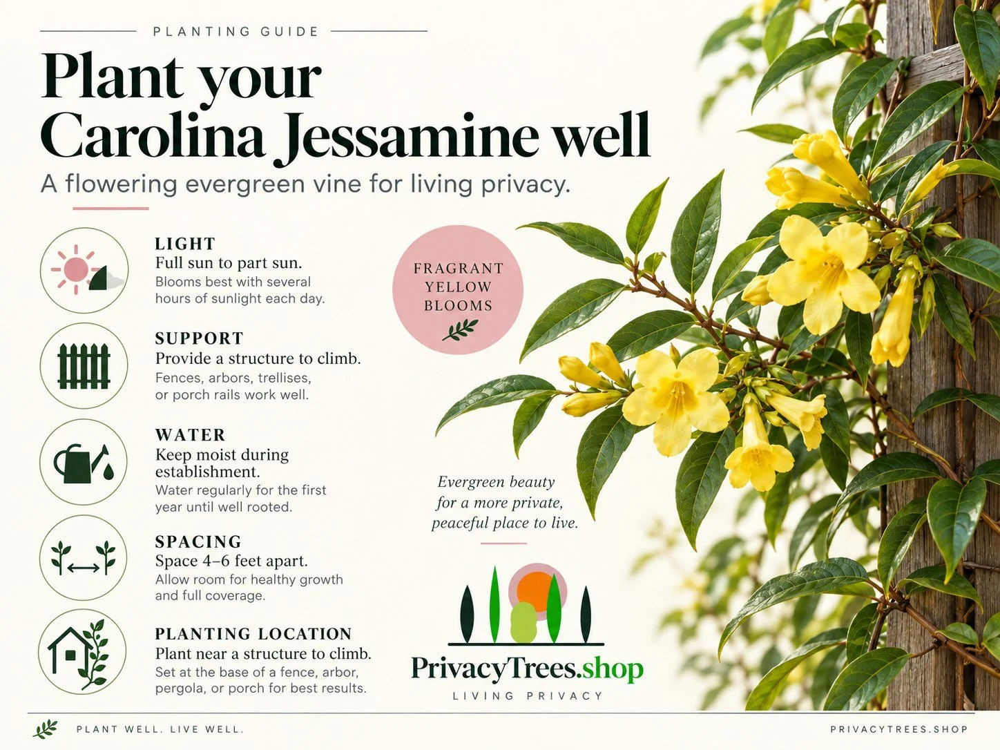 09_privacytrees_listing_carolina_jessamine_v1_PLANT.jpg
