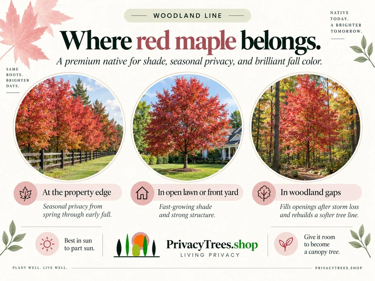 privacytrees_listing_red_maple_v8_PLACEMENT.jpg