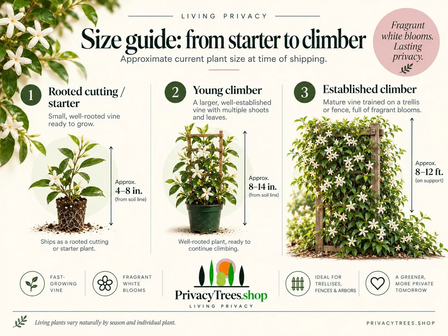 04_privacytrees_listing_star_jasmine_v4_SIZE.jpg