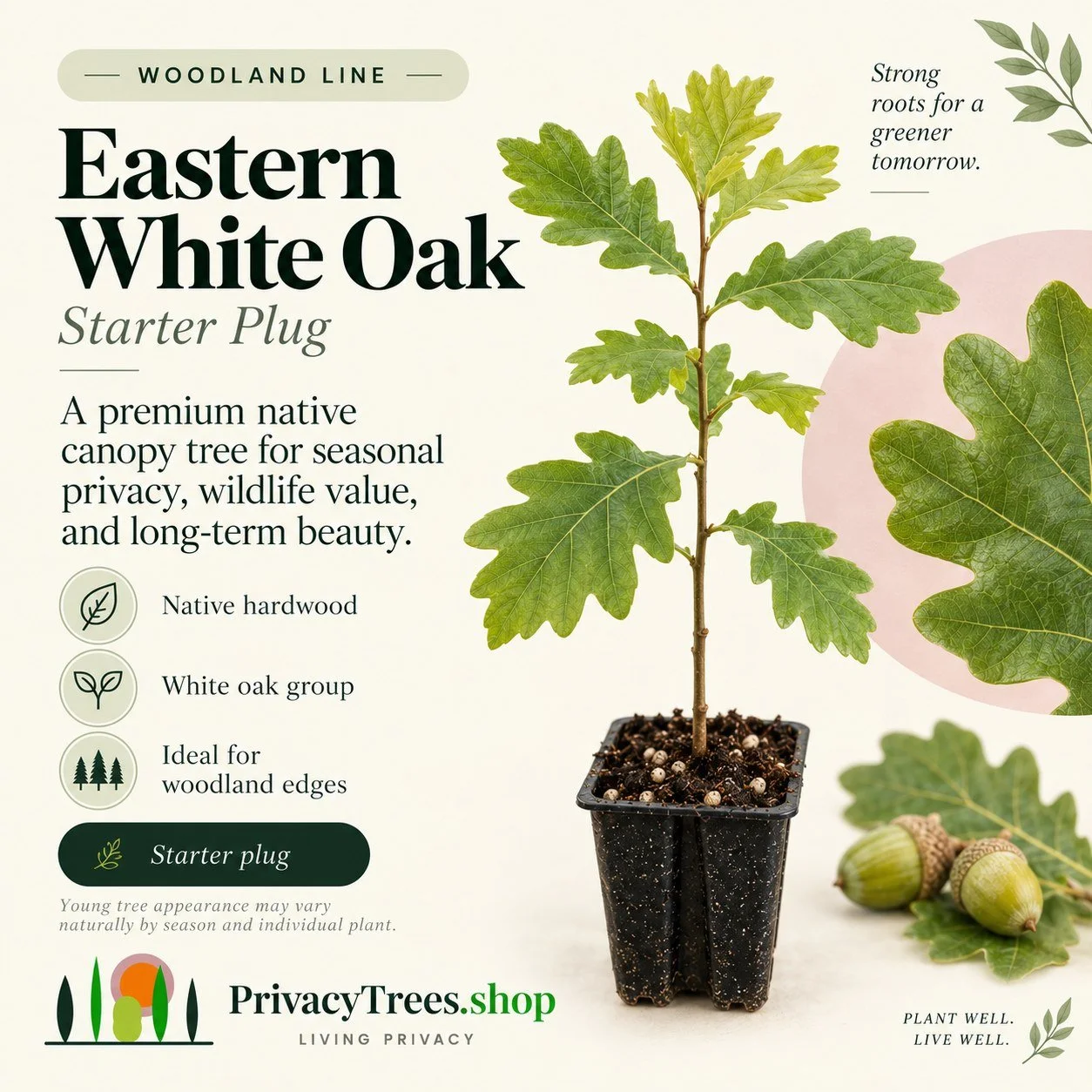 privacytrees_listing_white_oak_v1_COVER.jpg