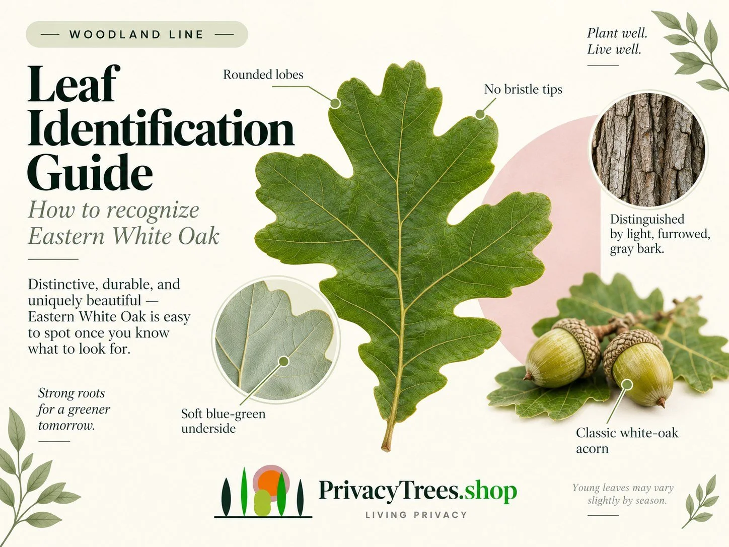 privacytrees_listing_white_oak_v9_LEAF.jpg
