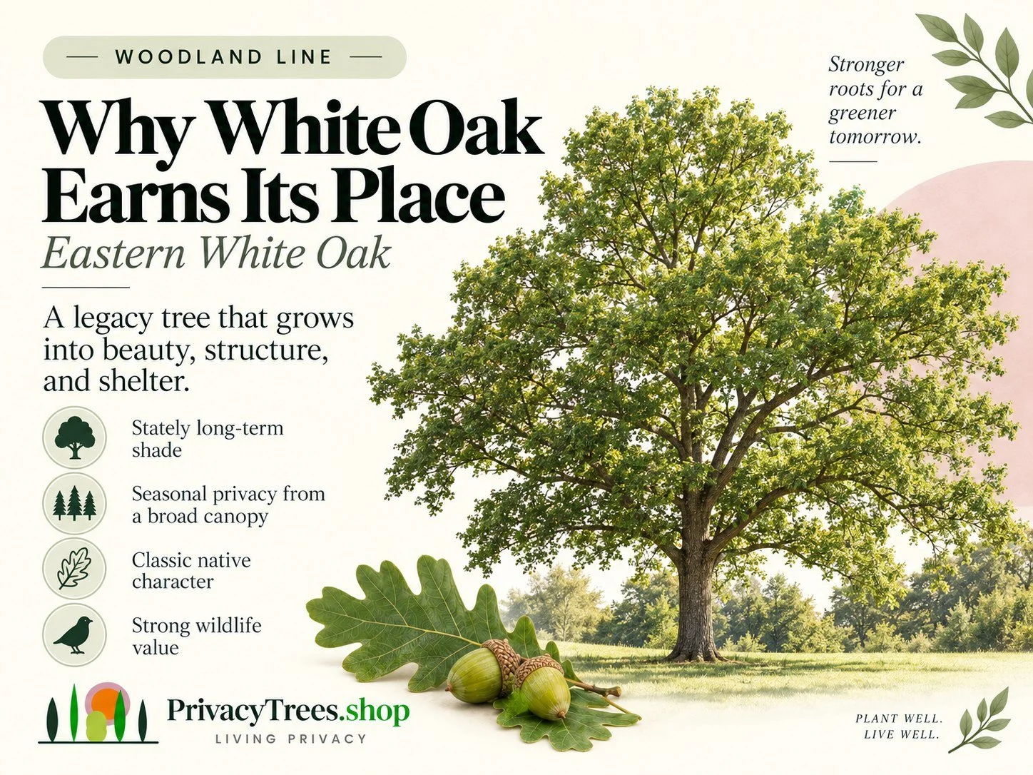 privacytrees_listing_white_oak_v7_BENEFITS.jpg