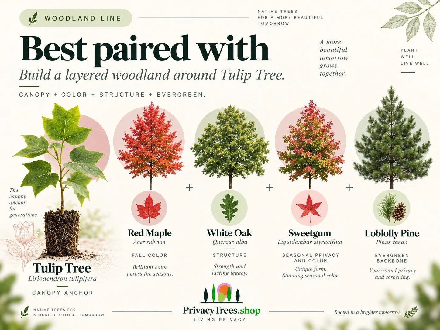 privacytrees_listing_tulip_tree_v12_PAIRED.jpg