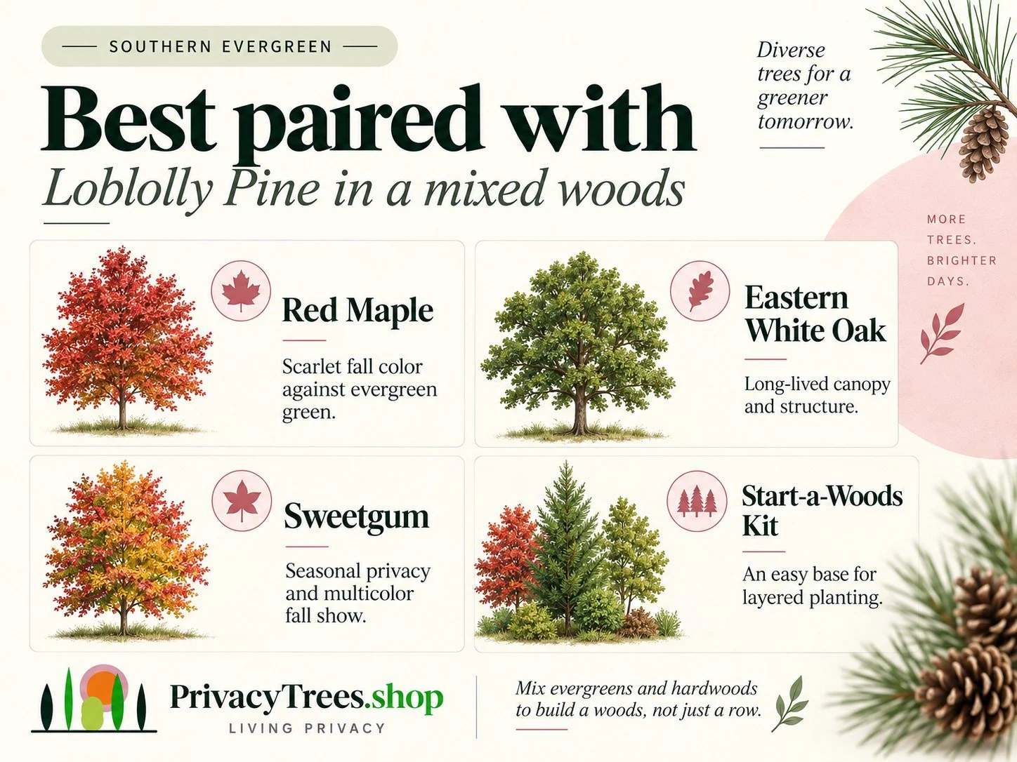 privacytrees_listing_loblolly_pine_v12_PAIRED.jpg