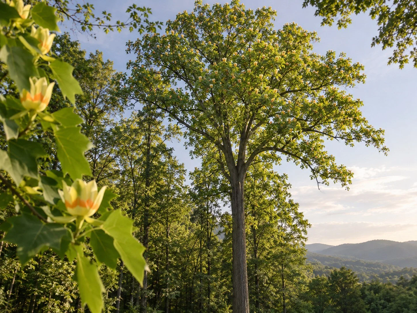 privacytrees_listing_tulip_tree_v3_MATURE.jpg
