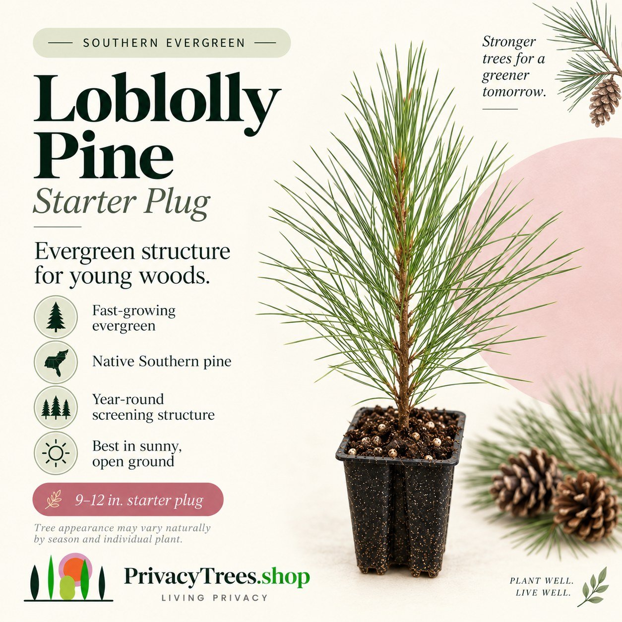 privacytrees_listing_loblolly_pine_v1_COVER.jpg