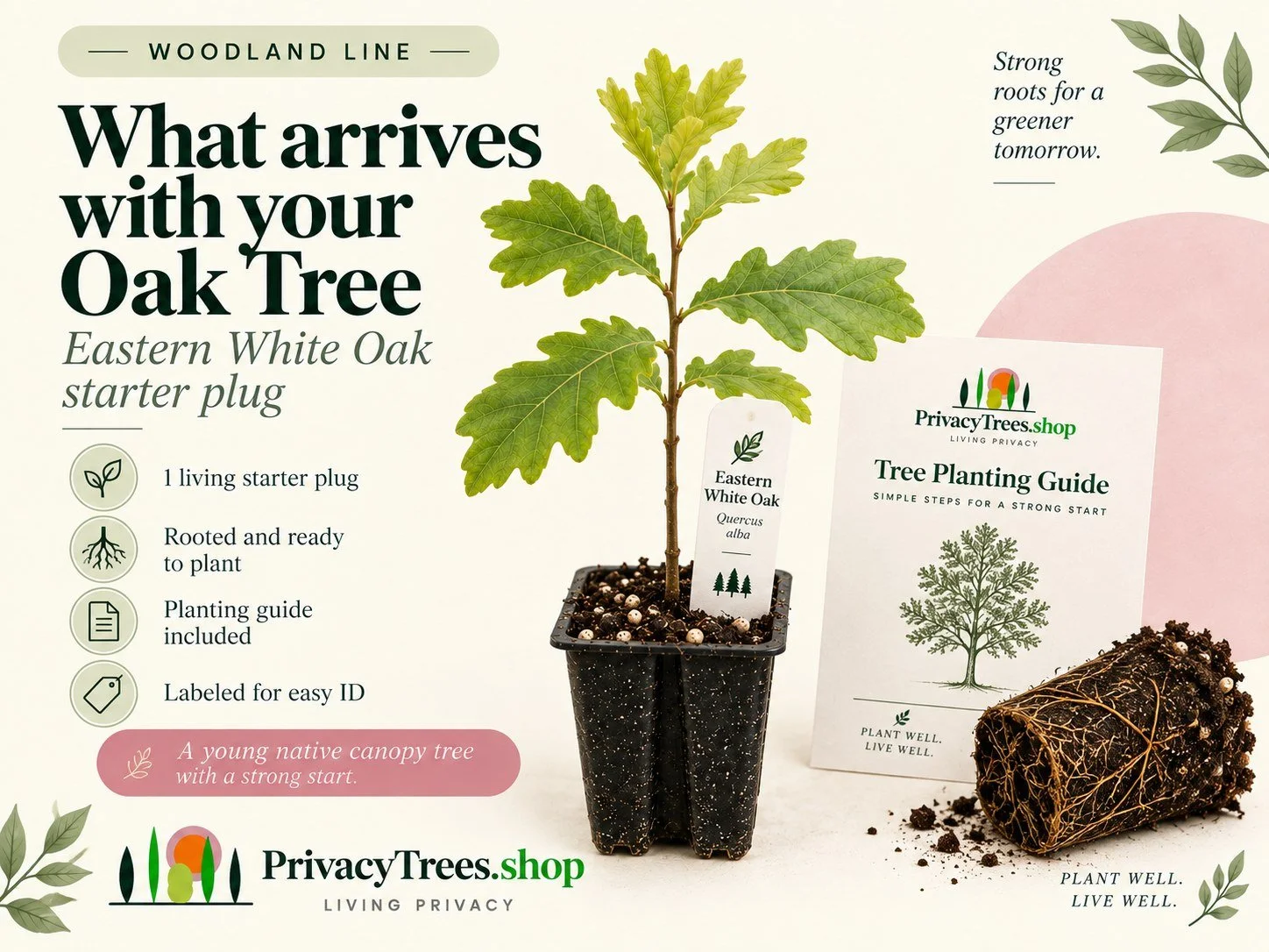 privacytrees_listing_white_oak_v6_INCLUDES.jpg