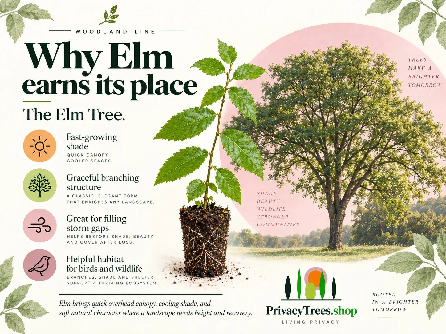 privacytrees_listing_elm_tree_v7_BENEFITS.jpg