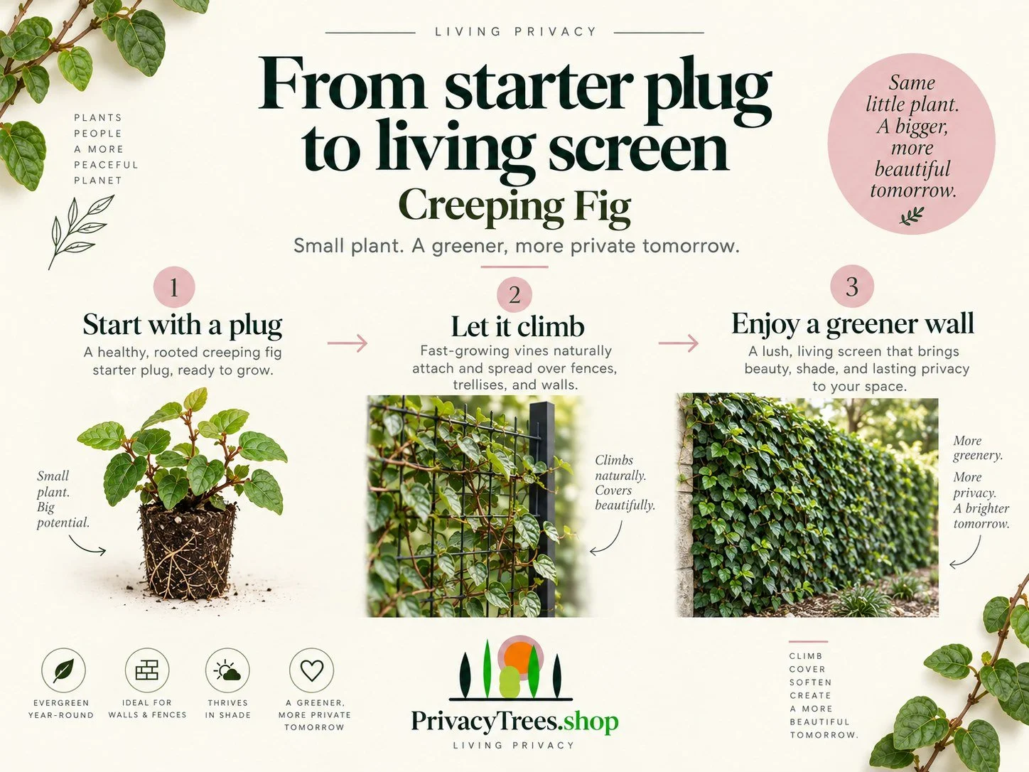 02_privacytrees_listing_creeping_fig_v2_GROW.jpg