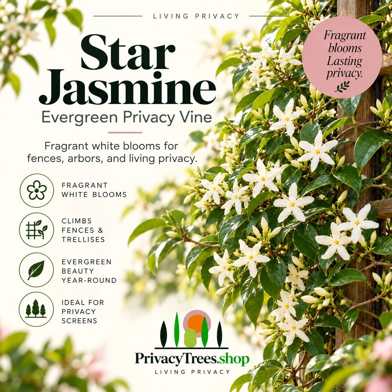 01_privacytrees_listing_star_jasmine_v1_COVER.jpg