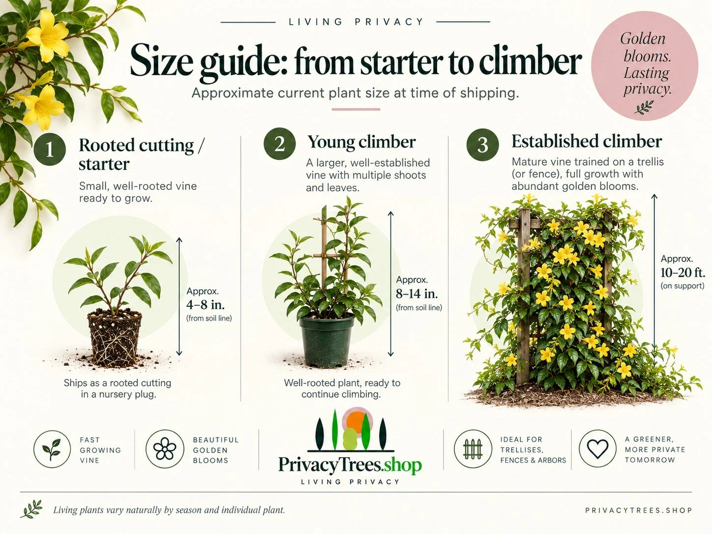 04_privacytrees_listing_carolina_jessamine_v4_SIZE.jpg