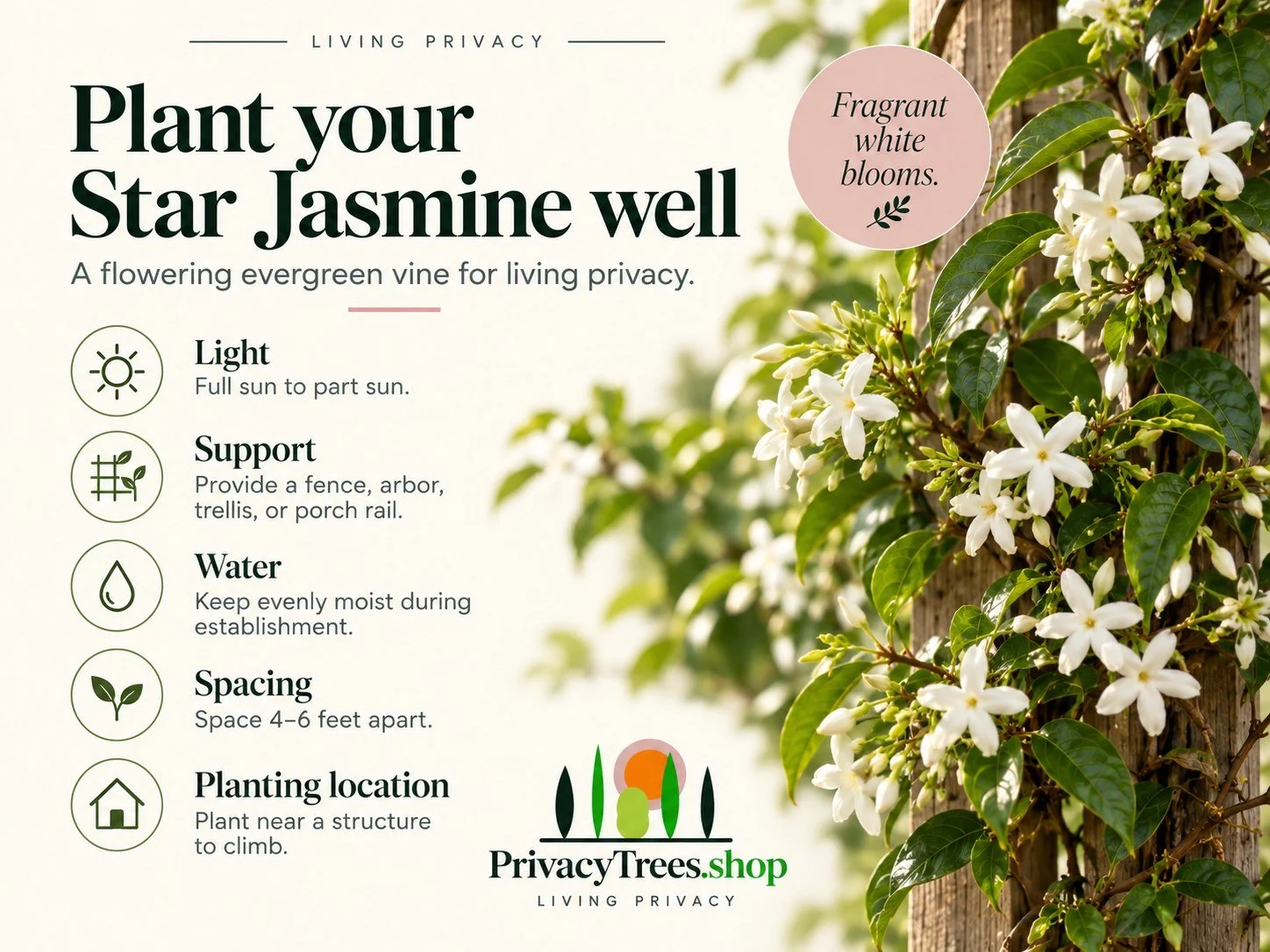 09_privacytrees_listing_star_jasmine_v9_PLANT.jpg