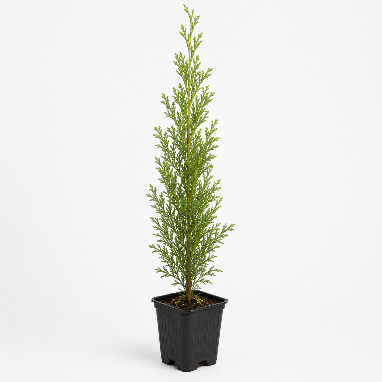 privacytrees_american_sapling_white.png