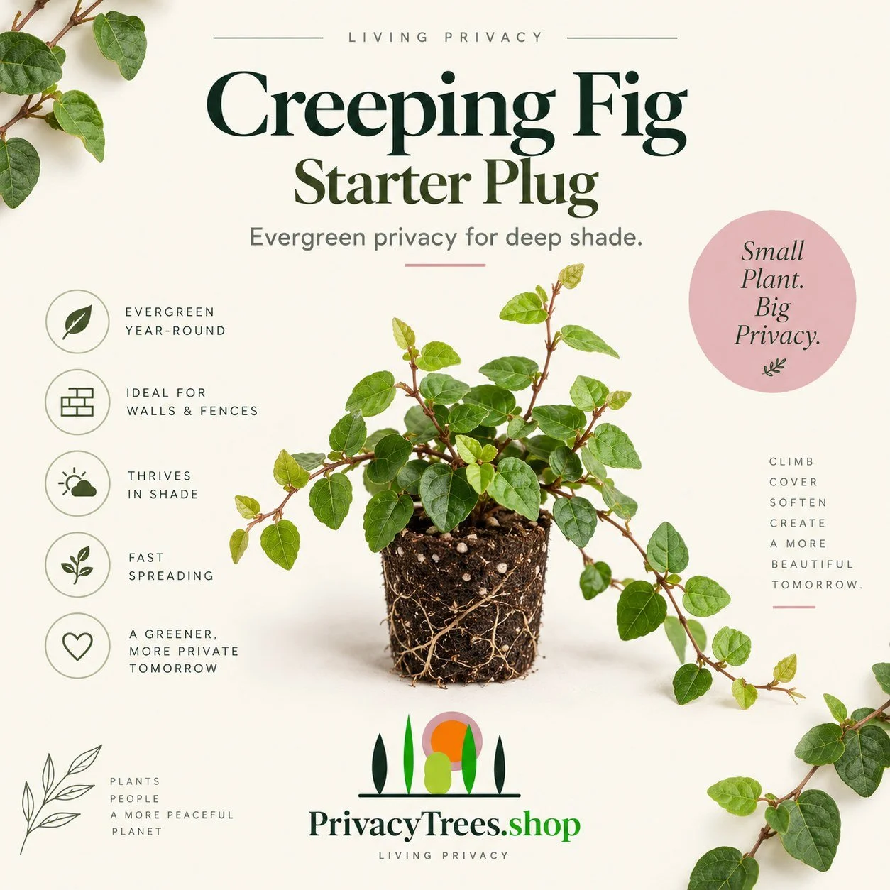 01_privacytrees_listing_creeping_fig_v1_COVER.jpg