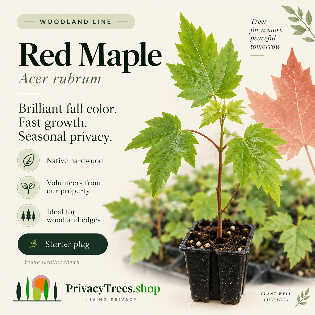 privacytrees_listing_red_maple_v1_COVER.png