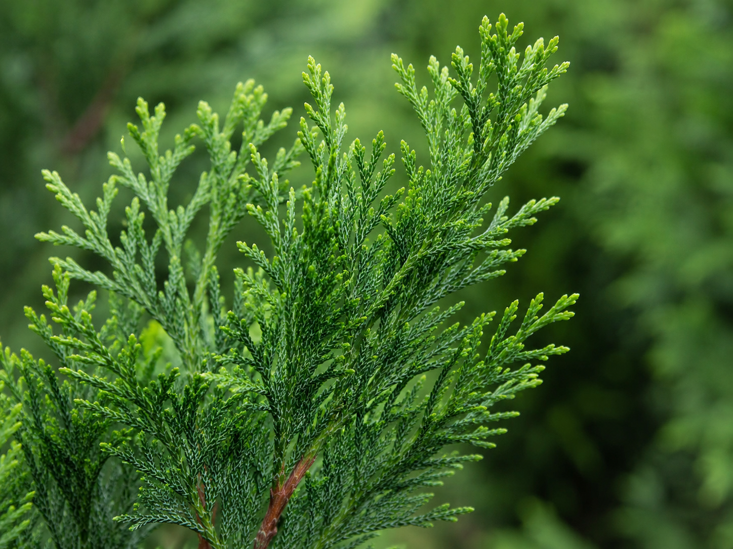 privacytrees_american_branch_closeup.png