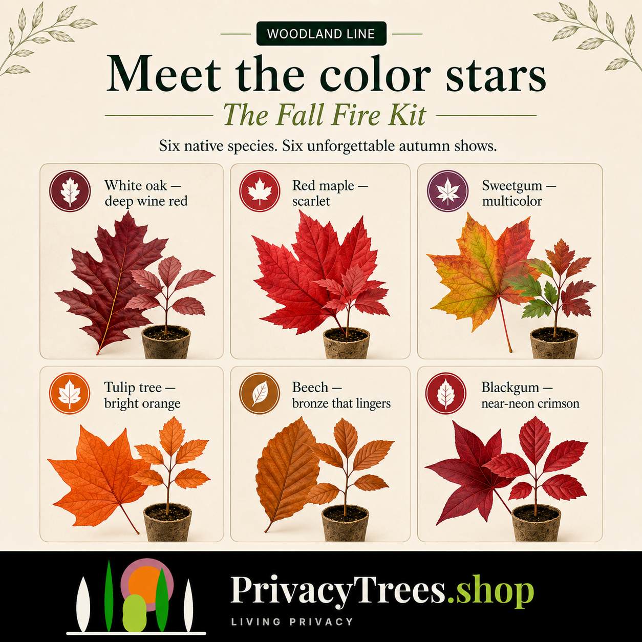 privacytrees_forest_kit_FALL_FIRE_meet_trees.webp