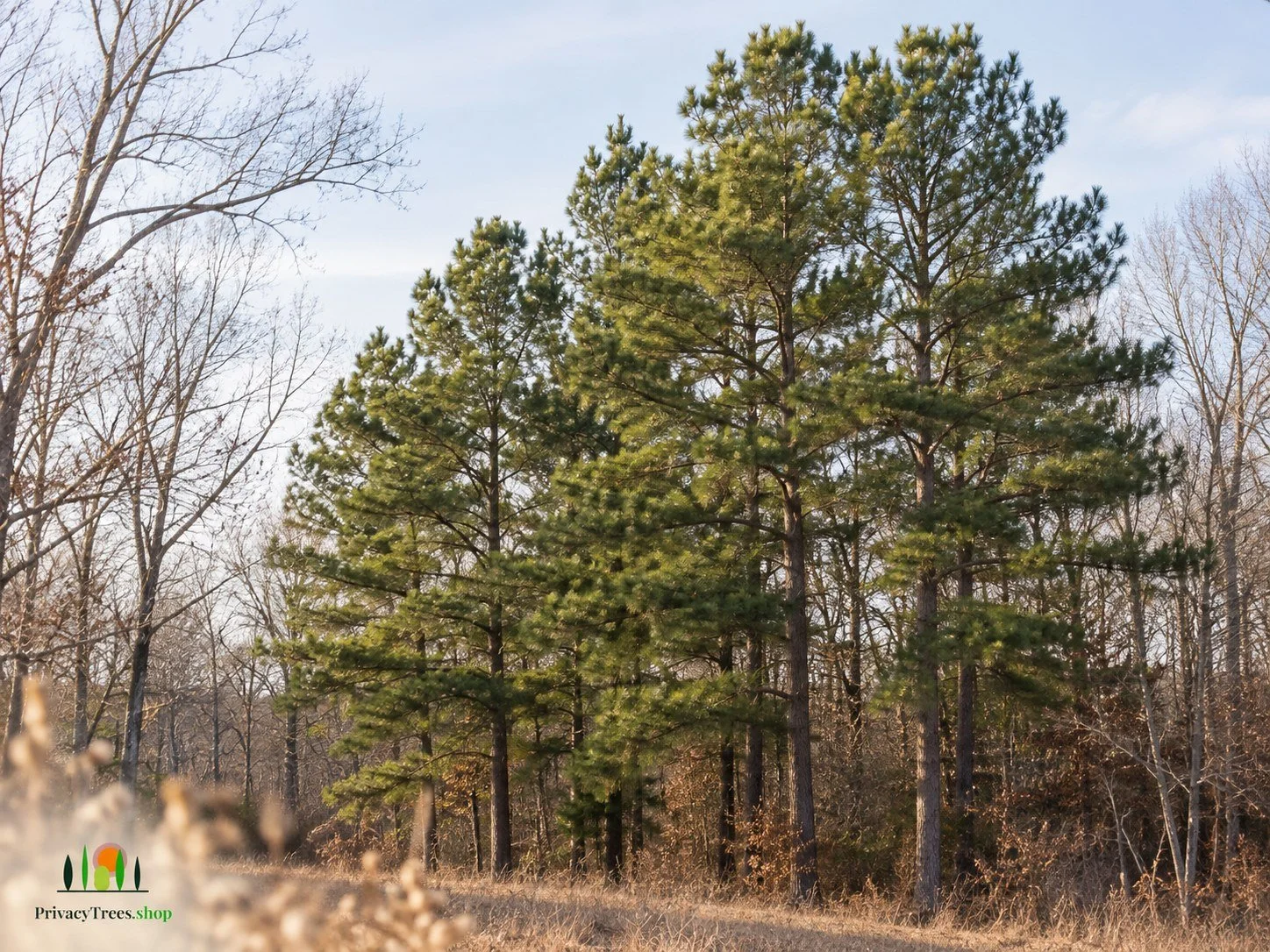 privacytrees_listing_loblolly_pine_v4_MATURE.jpg