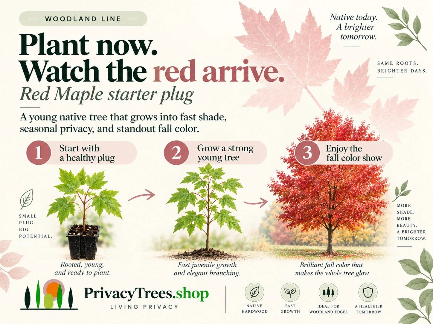 privacytrees_listing_red_maple_v2_GROW.jpg