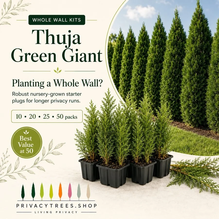 Thuja Green Giant Whole-Wall Kit