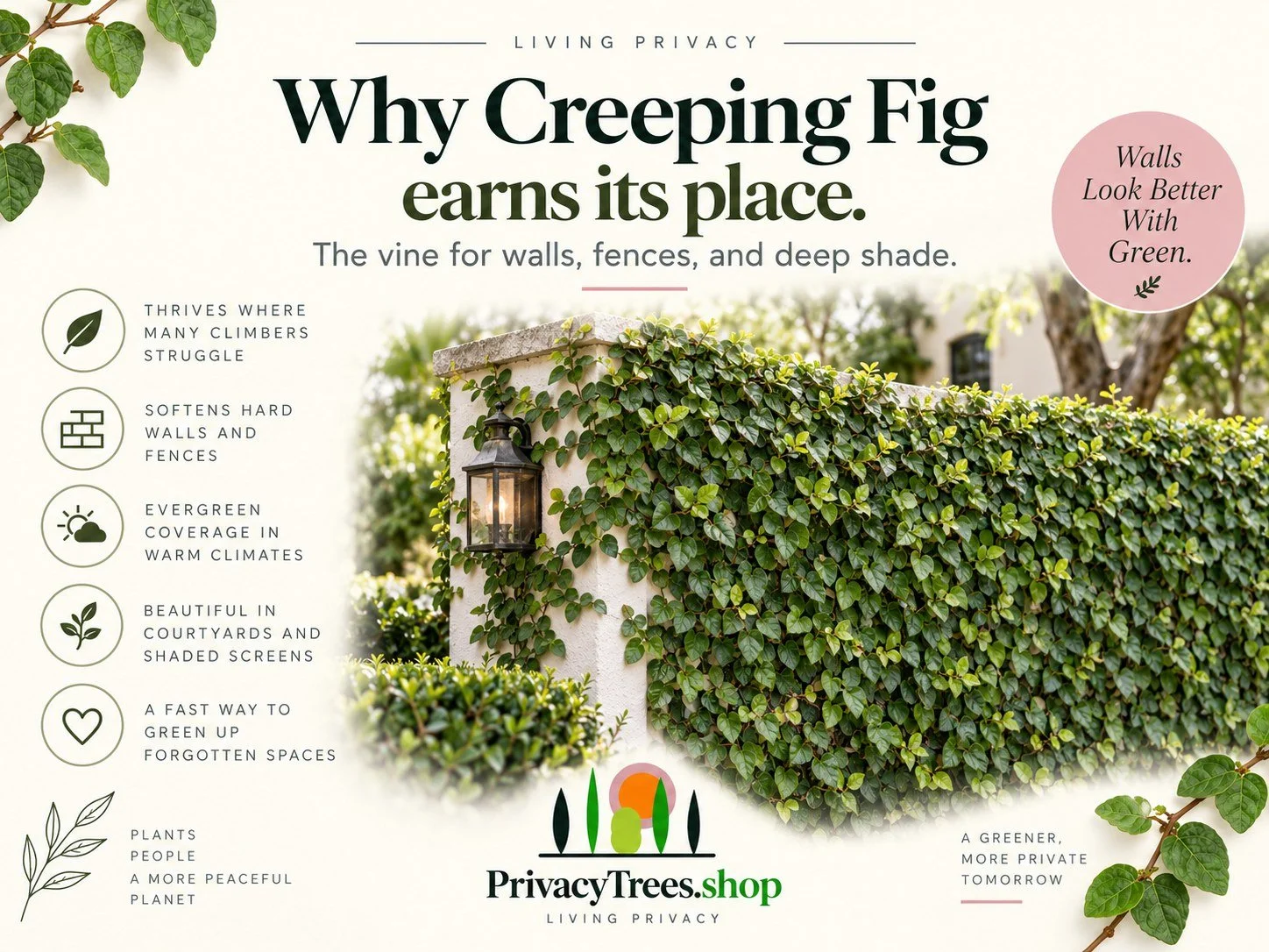 06_privacytrees_listing_creeping_fig_v6_BENEFITS.jpg