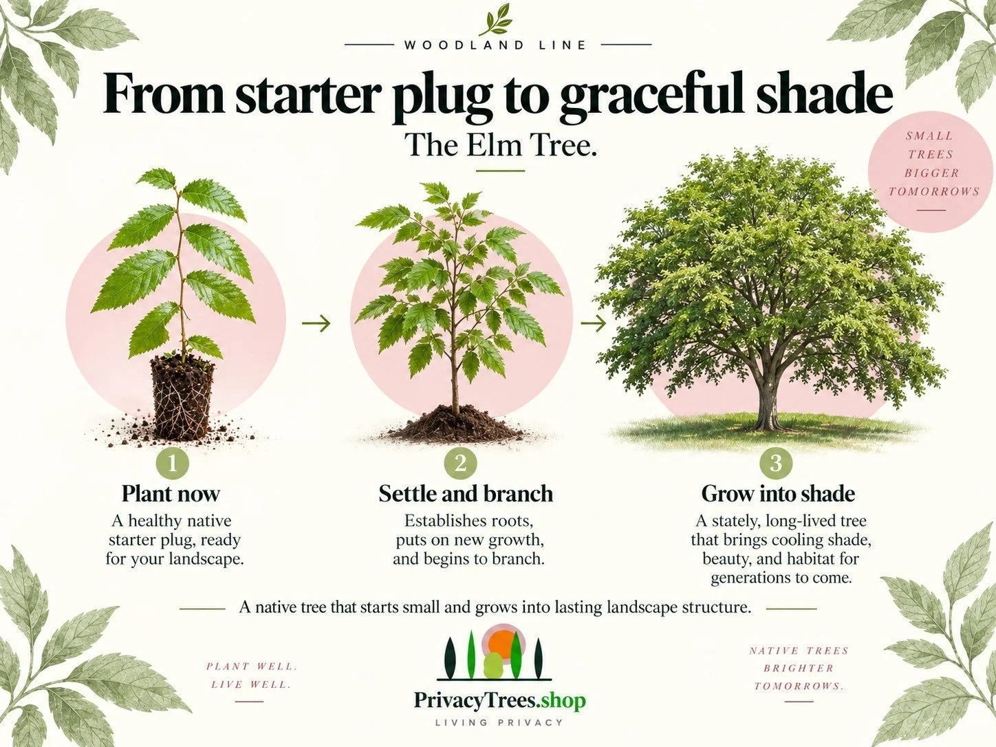 privacytrees_listing_elm_tree_v2_GROW.jpg