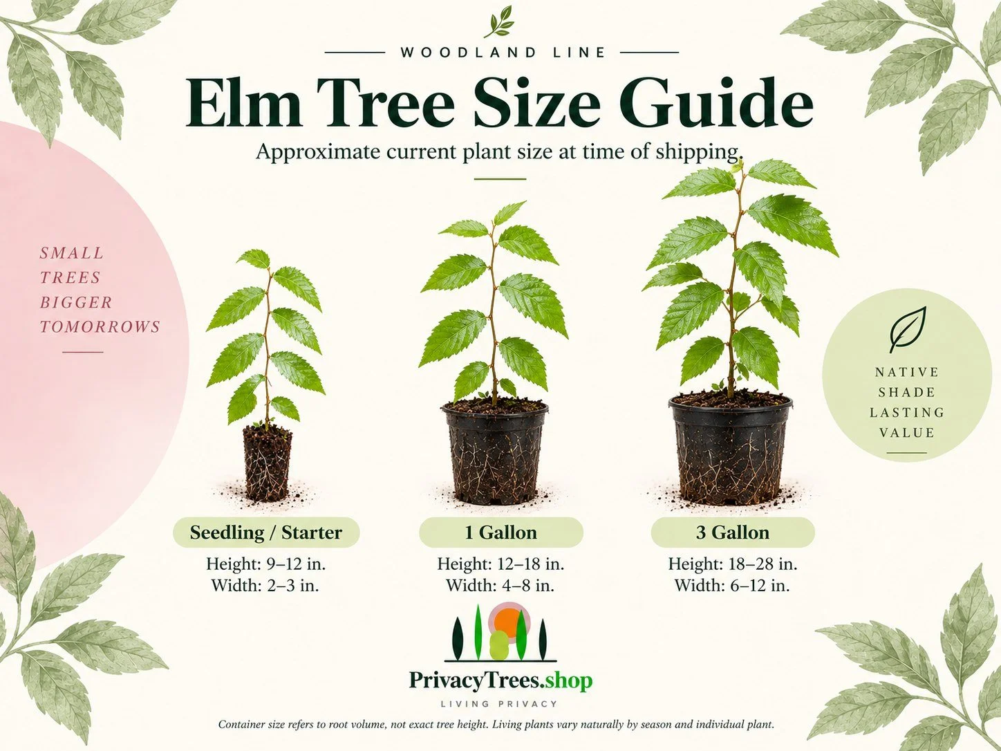 privacytrees_listing_elm_tree_v5_SIZE.jpg