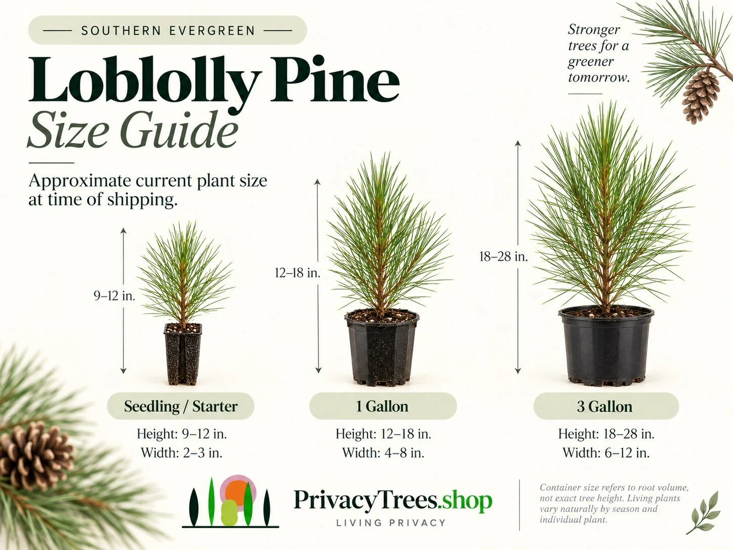 privacytrees_listing_loblolly_pine_v5_SIZE.jpg