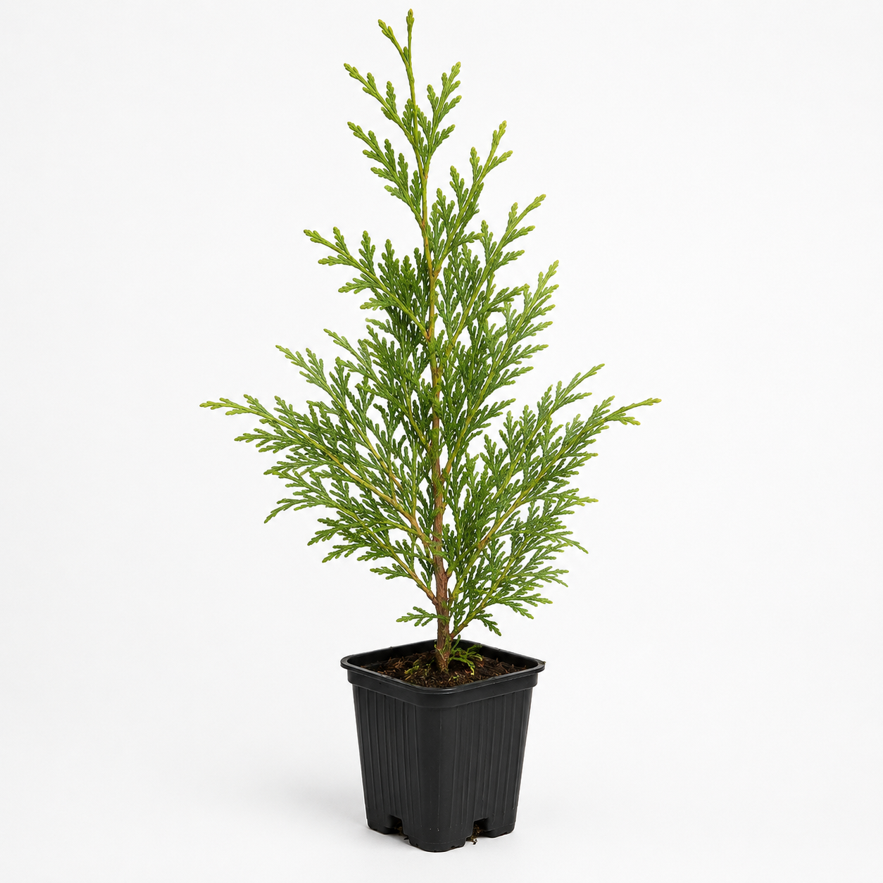 privacytrees_thuja_sapling_white.png