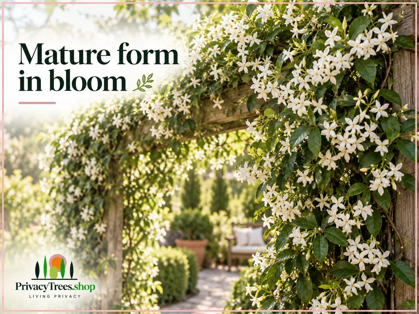 03_privacytrees_listing_star_jasmine_v3_MATURE.jpg