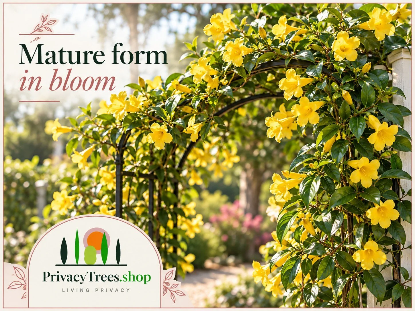 03_privacytrees_listing_carolina_jessamine_v3_MATURE.jpg