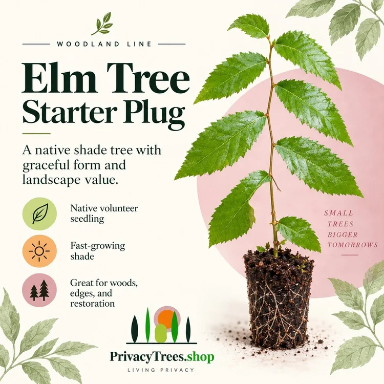 Elm Tree