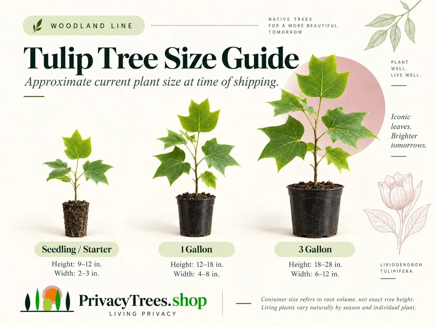 privacytrees_listing_tulip_tree_v5_SIZE.jpg