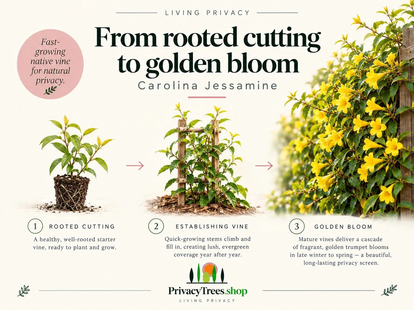 02_privacytrees_listing_carolina_jessamine_v2_GROW.jpg