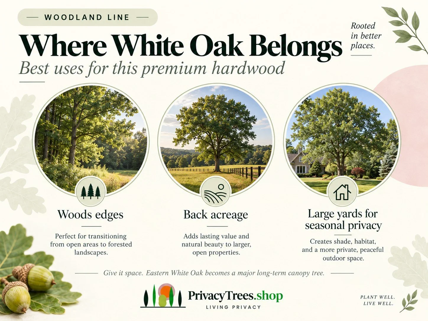 privacytrees_listing_white_oak_v8_PLACEMENT.jpg