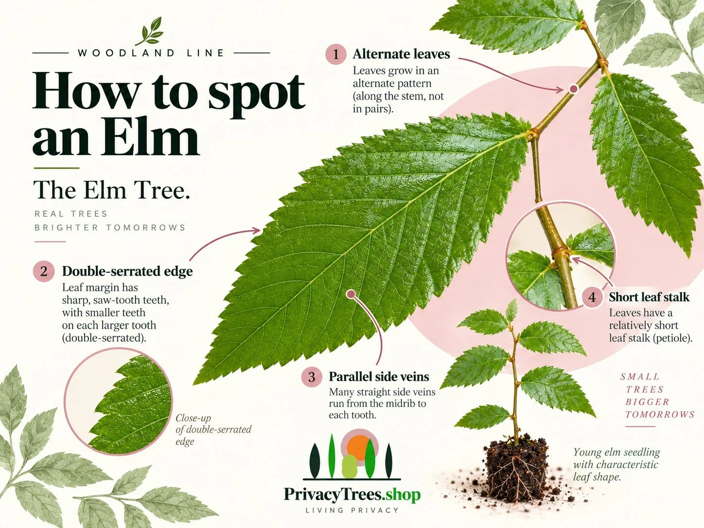 privacytrees_listing_elm_tree_v9_LEAF.jpg