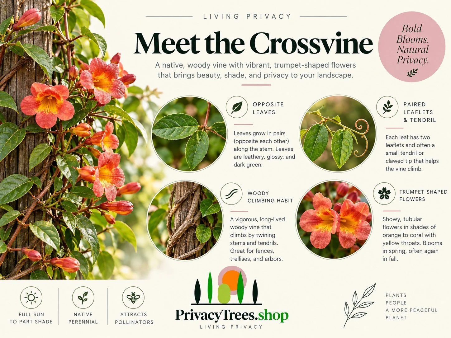 08_privacytrees_listing_crossvine_v8_LEAF.jpg