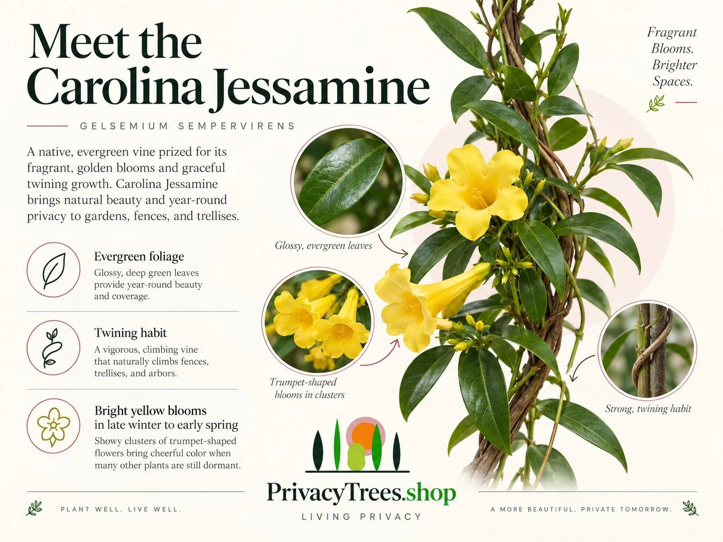 08_privacytrees_listing_carolina_jessamine_v1_LEAF.jpg