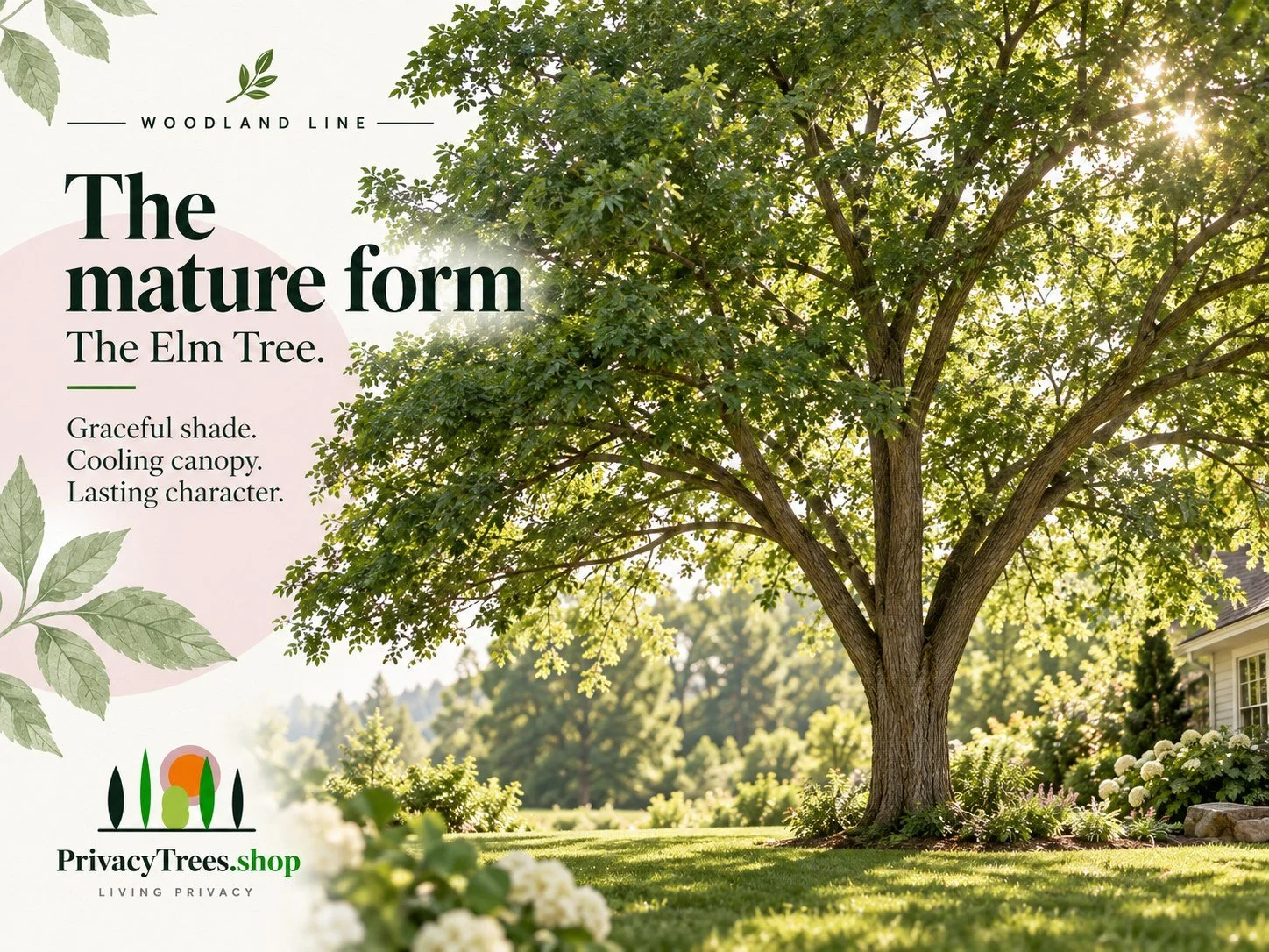 privacytrees_listing_elm_tree_v11_FORM.jpg