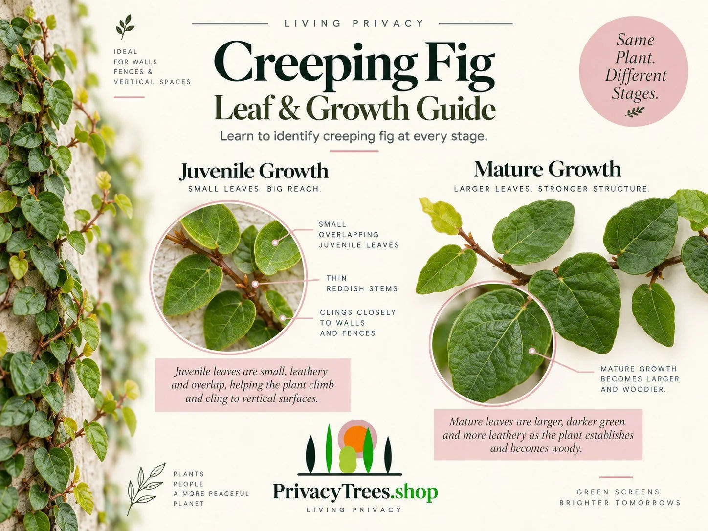 08_privacytrees_listing_creeping_fig_v8_LEAF.jpg