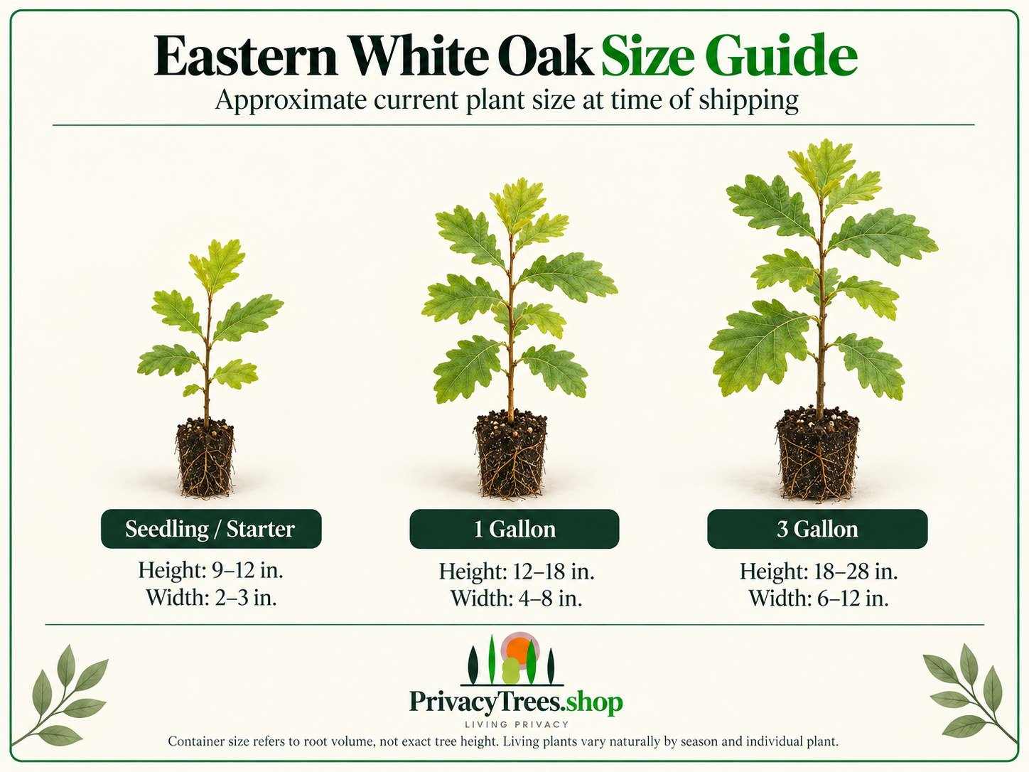privacytrees_listing_white_oak_v5_SIZE.jpg