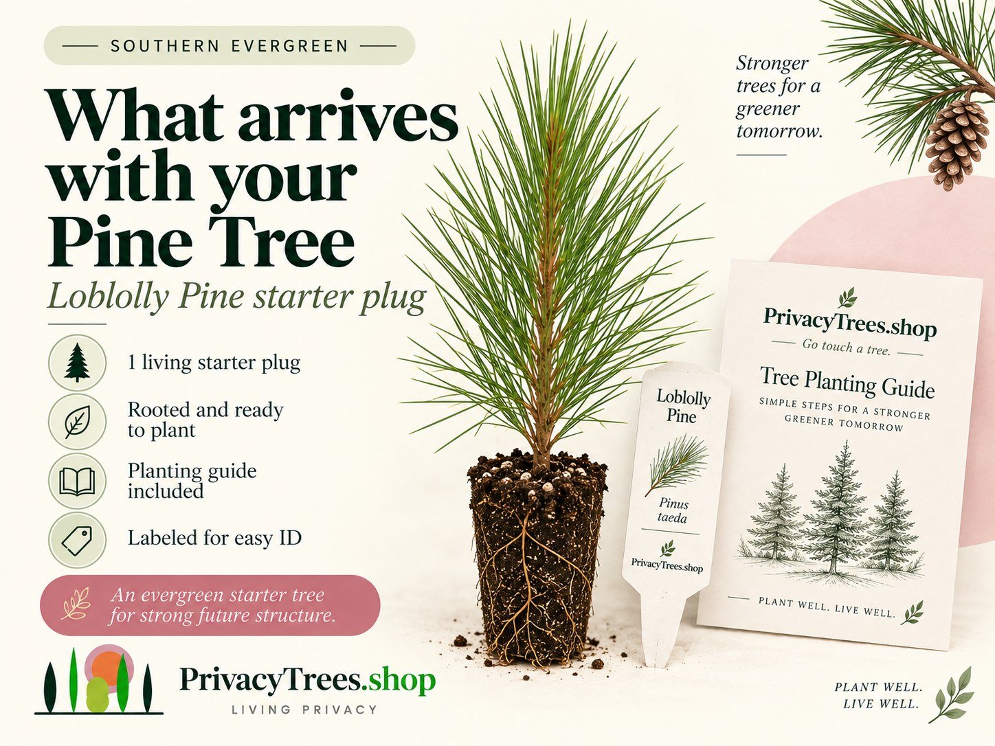 privacytrees_listing_loblolly_pine_v6_INCLUDES.jpg