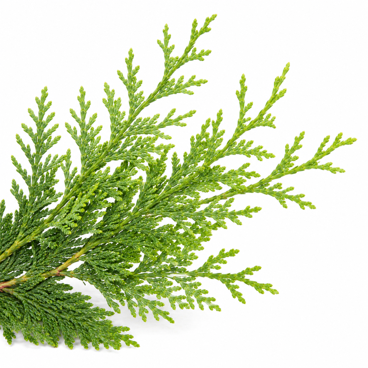 privacytrees_thuja_branch_closeup_white.png