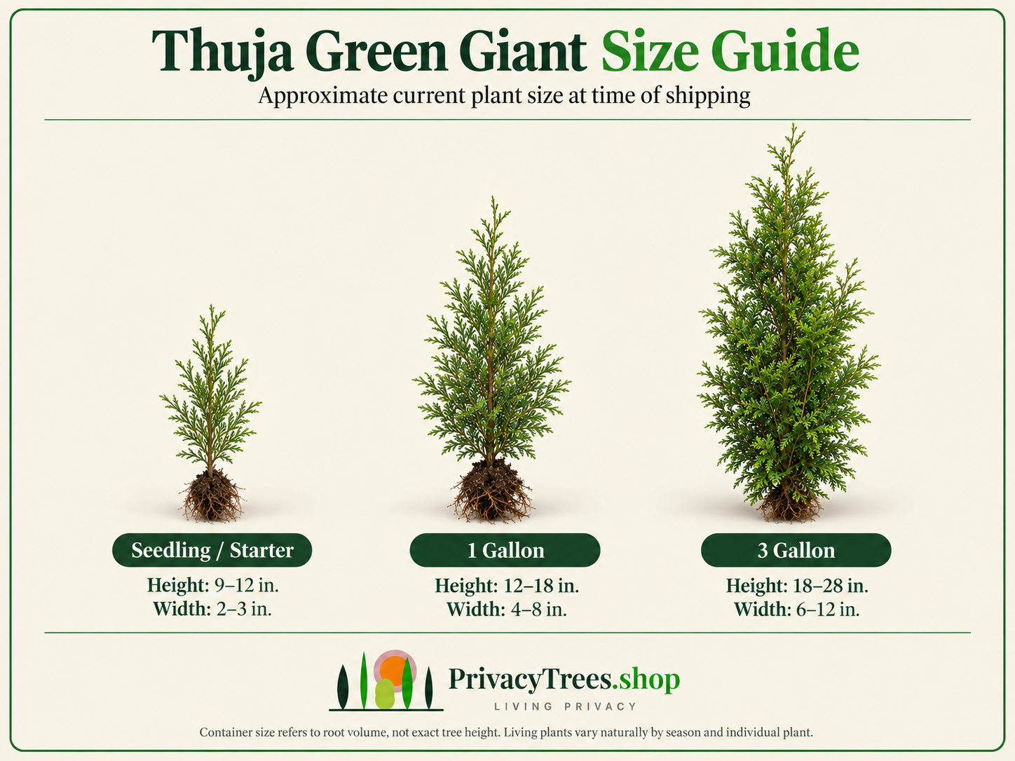 privacytrees_thuja_size_guide_4x3.png